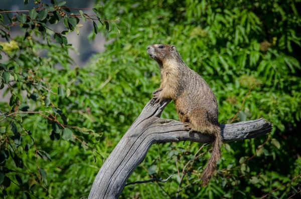 Photo of Marmota flaviventris by Alex Bodden